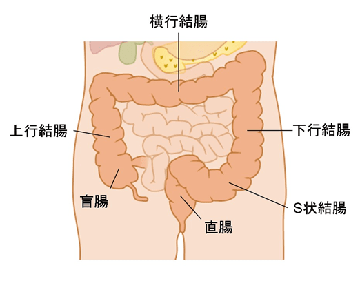 大腸(結腸・直腸)の各部の名称